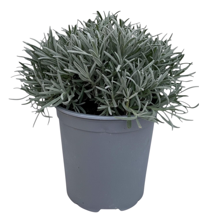 <h4>Lavandula angustifolia</h4>