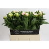 Paeonia Colonel Owen Cousins