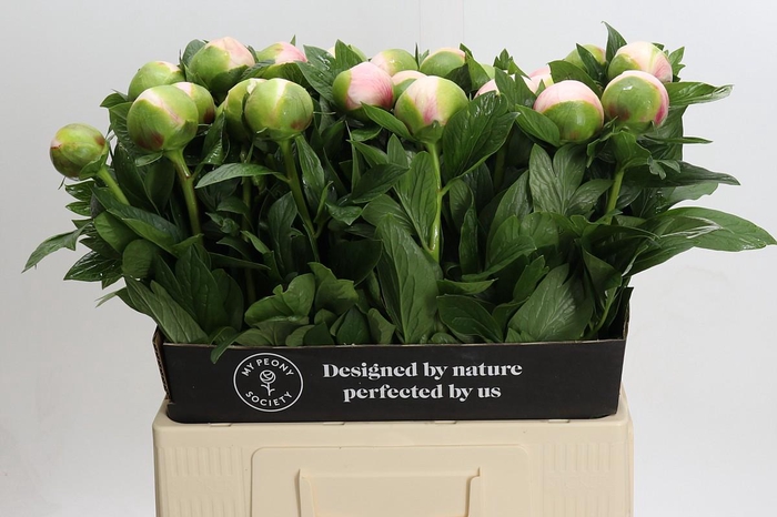 <h4>Paeonia Colonel Owen Cousins</h4>