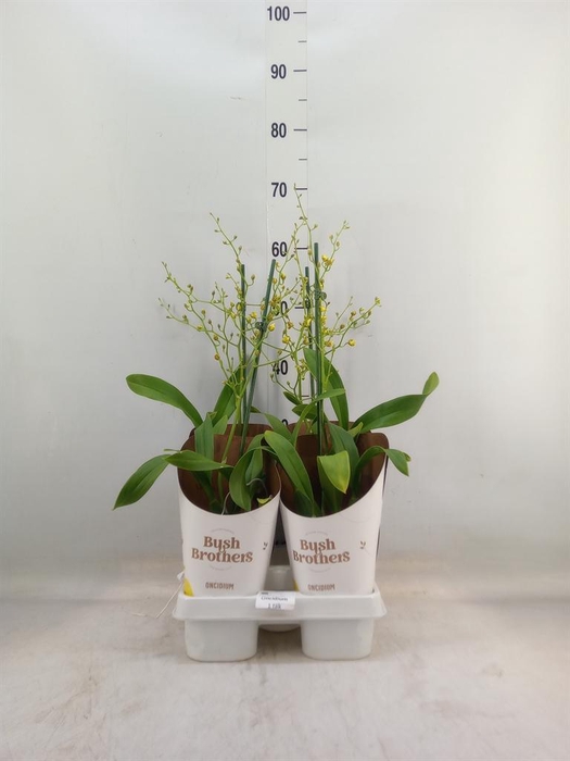 <h4>Oncidium   ...</h4>