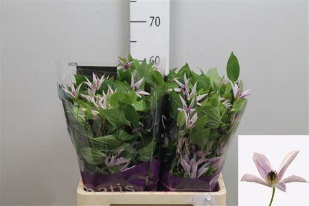 <h4>Clematis  'Amazing Miami'</h4>