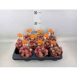 Sedum rubrotinctum 'Aurora'