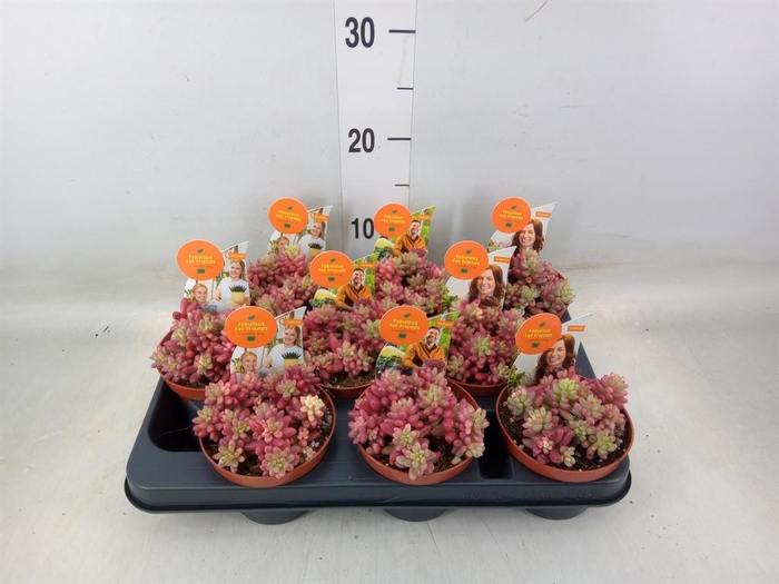 <h4>Sedum rubrotinctum 'Aurora'</h4>