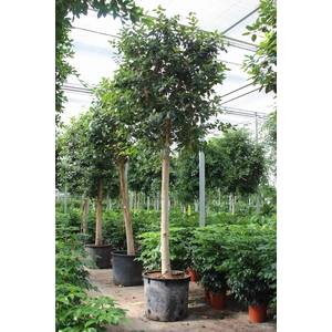 Ficus Australis