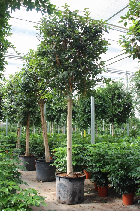 <h4>Ficus Australis</h4>