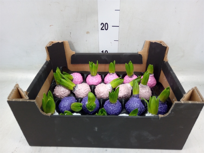 <h4>Hyacinthus orie.   ...waxed H%</h4>