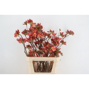 RHODO. OLD PINK 080CM