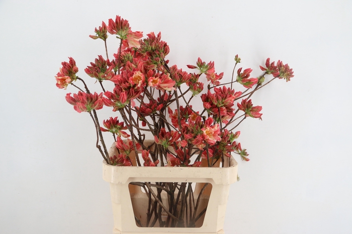 <h4>RHODO. OLD PINK 080CM</h4>