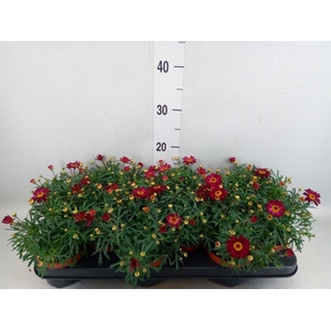 Argyranthemum  'Percussion Red'
