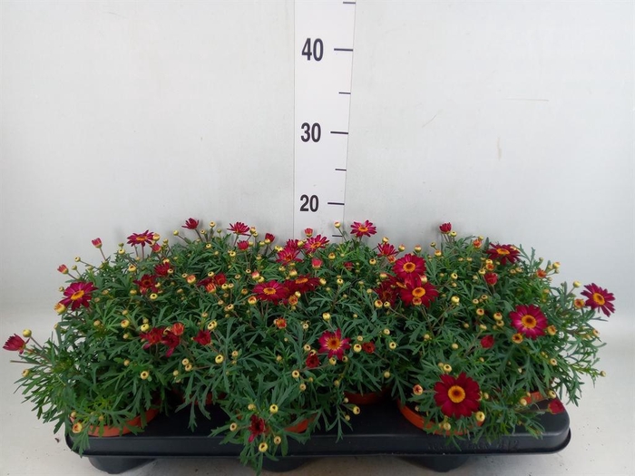 <h4>Argyranthemum  'Percussion Red'</h4>