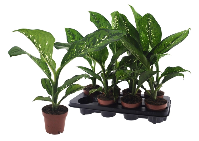 <h4>DIEFF CROCODILE</h4>