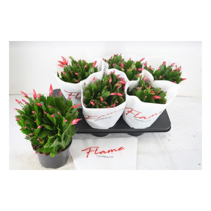 <h4>SCHLUMB FLAME RED</h4>