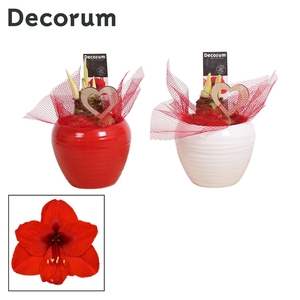 Hippeastrum Rood 2 Knop in Ompot Melanie LOVE (Decorum)