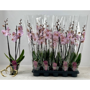 PHAL OV ROZE