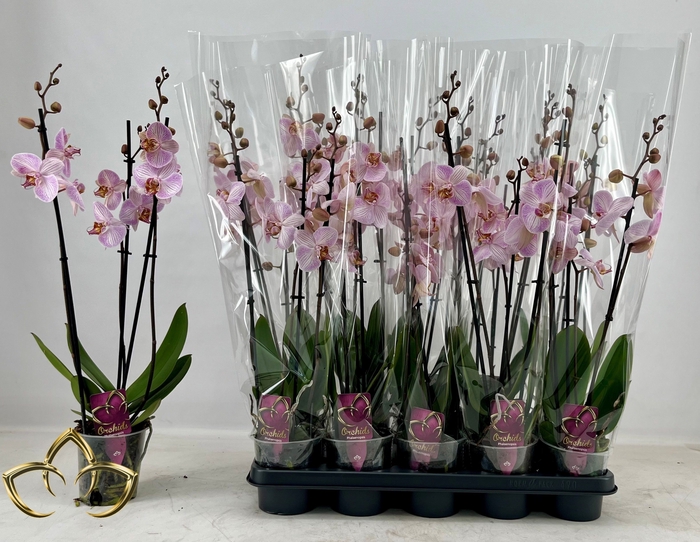 <h4>PHAL OV ROZE</h4>