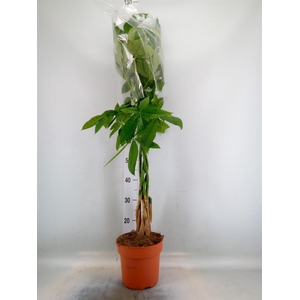 Pachira aquatica