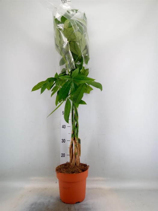 <h4>Pachira aquatica</h4>