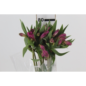 ALSTROEMERIA REAL 080 CM