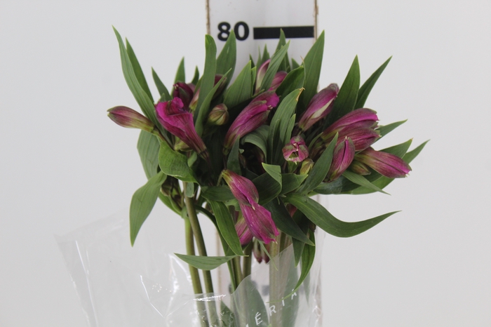 <h4>ALSTROEMERIA REAL 080 CM</h4>