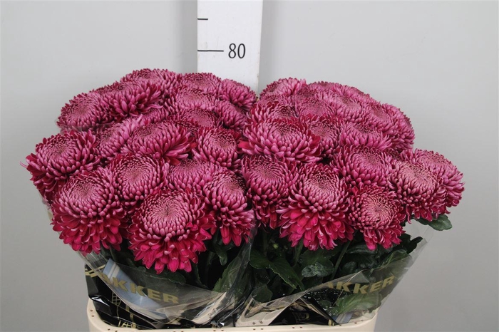 <h4>Chr G Regalm Purper</h4>