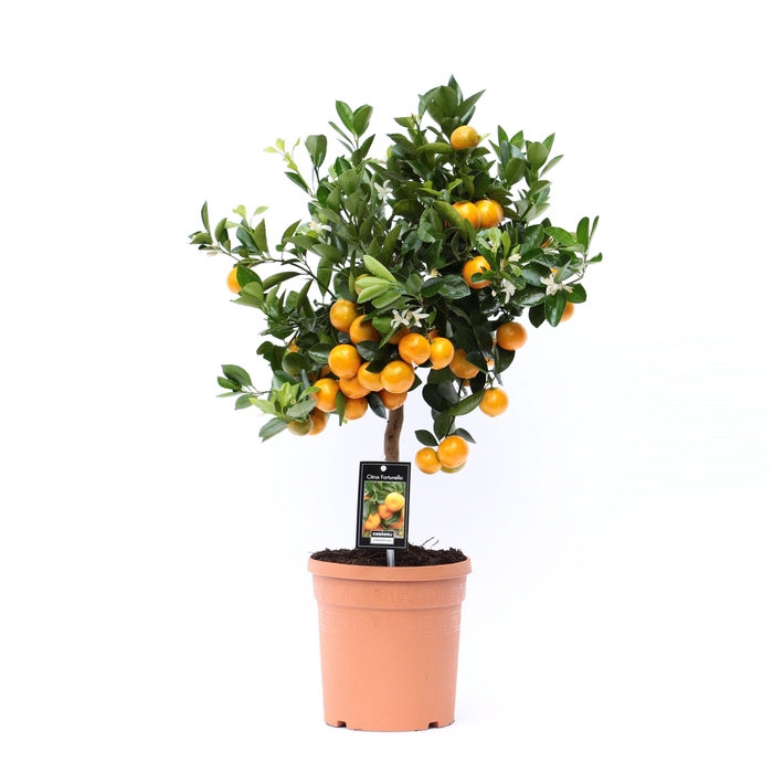 <h4>Citrus Calamondin</h4>