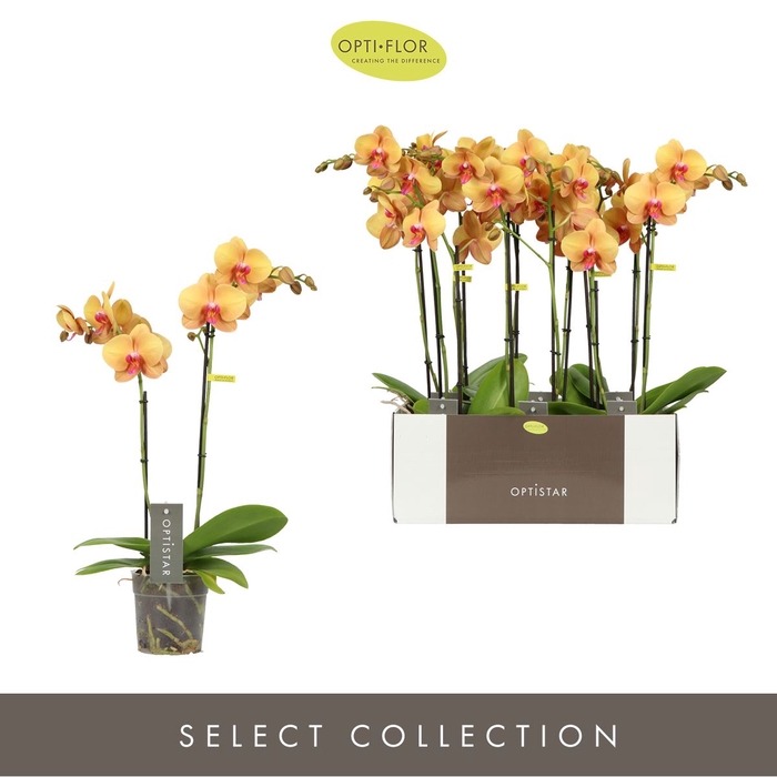 <h4>Phalaenopsis   ...orange</h4>