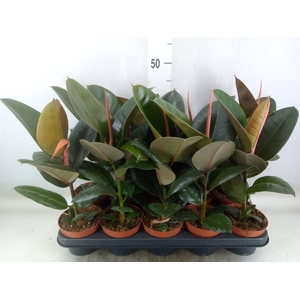 Ficus elastica 'Robusta'