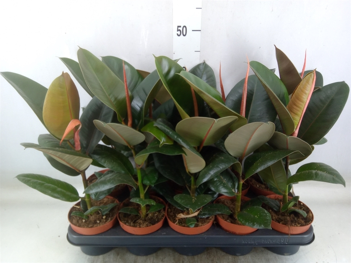 <h4>Ficus elastica 'Robusta'</h4>