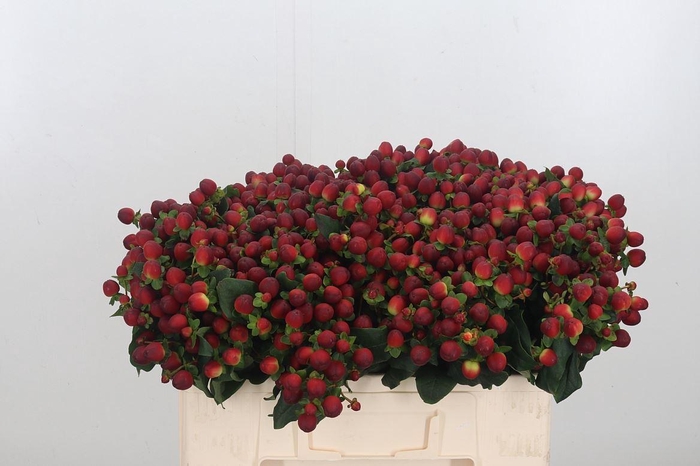 <h4>Hyp Mag Royal Seasons</h4>