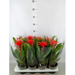 Guzmania  'Calypso'
