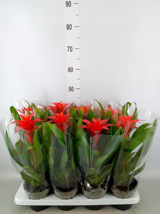 <h4>Guzmania  'Calypso'</h4>