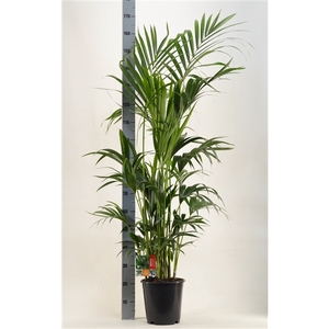 KENTIA - P24 H170 - 8PP (Howea forsteriana)