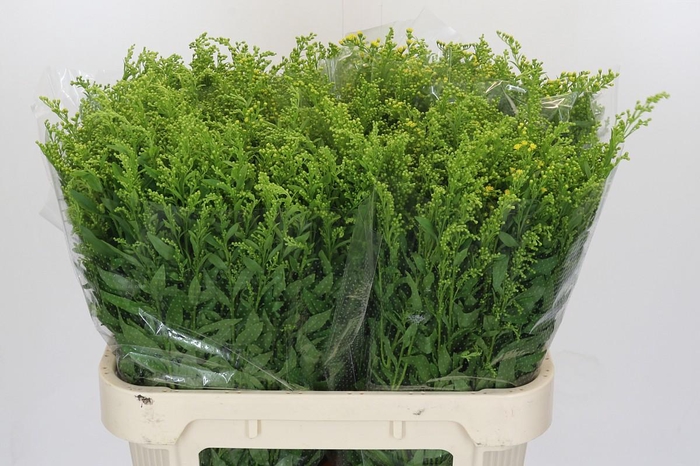 <h4>Solidago Golden Glory</h4>