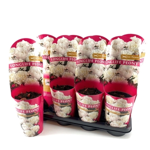 Paeonia 14 CM C2 Wit Longlife