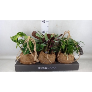 Planten Groen   ...mix  3