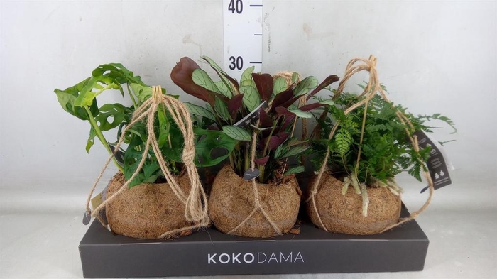 <h4>Planten Groen   ...mix  3</h4>