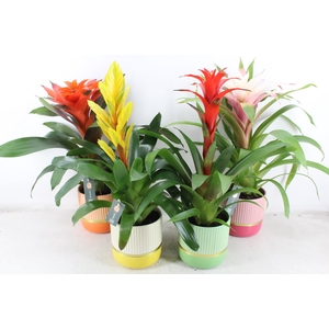 arr3 BS - Ker. pot jamaica x5