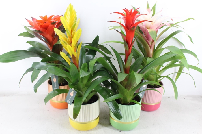 <h4>arr3 BS - Ker. pot jamaica x5</h4>