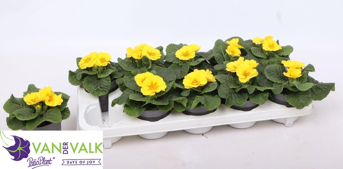 <h4>PRIM AC C GOLD YELL</h4>