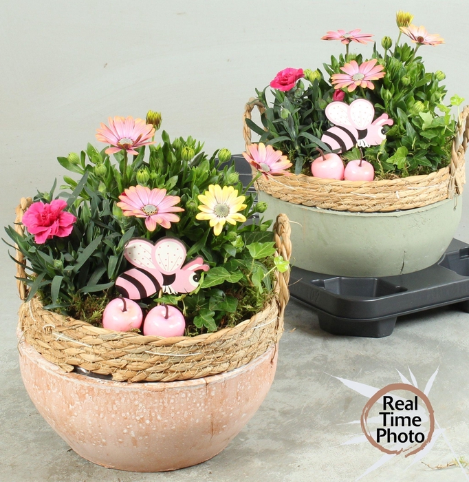 <h4>ARR TUINPLANTEN</h4>