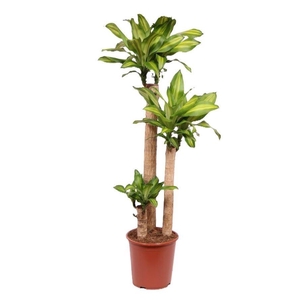 Dracaena frag. 'Massangeana'