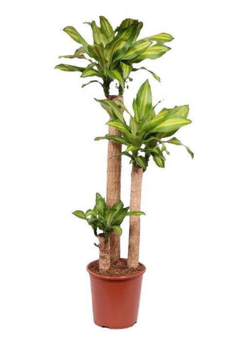 <h4>Dracaena frag. 'Massangeana'</h4>