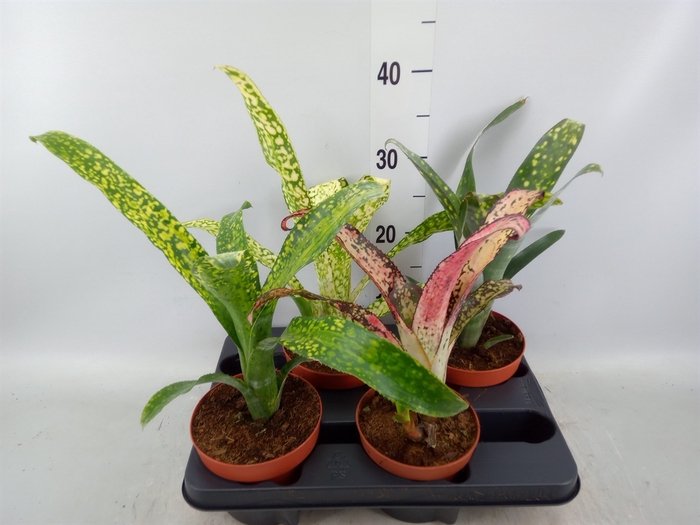 <h4>Bromelia   ...mix</h4>