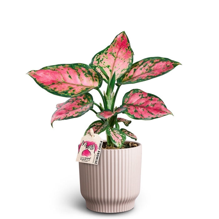 <h4>AGLAONEMA COMMUTATUM p10 L pinky</h4>