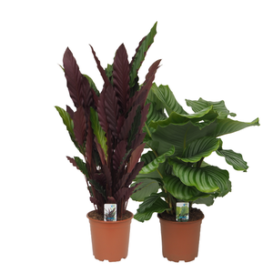 Calatheamix 3 (Orbifolia, Rufibarba