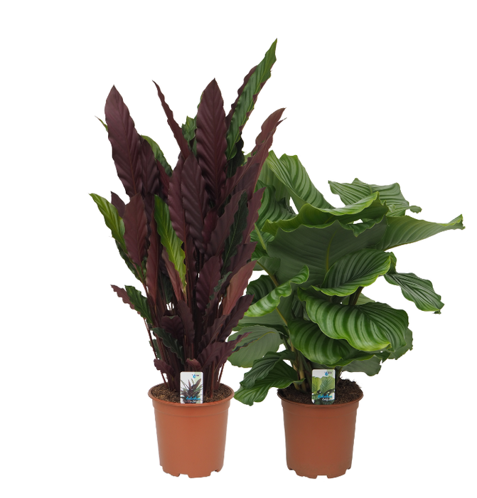 <h4>Calatheamix 3 (Orbifolia, Rufibarba</h4>