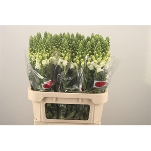 Antirrhinum Nl. White Antibes