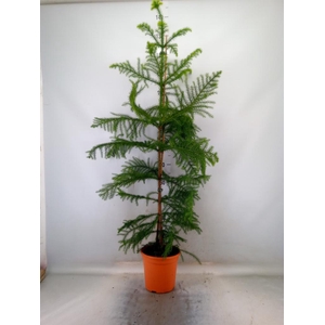 Araucaria heterophylla