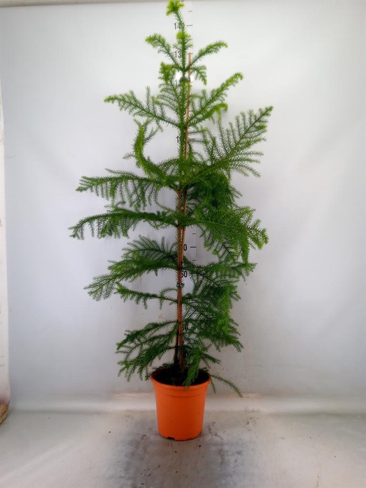 <h4>Araucaria heterophylla</h4>