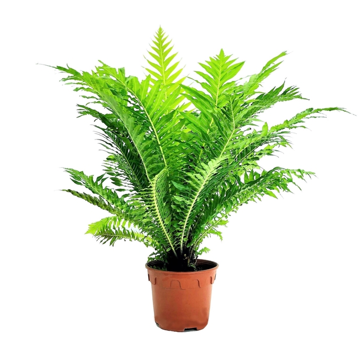 <h4>BLECHNUM GIBBUM SILVER LADY P17</h4>